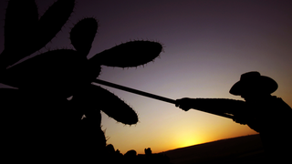 We’ll All Be Eating Cactus in the Future Thanks to Climate Change<em></em>
